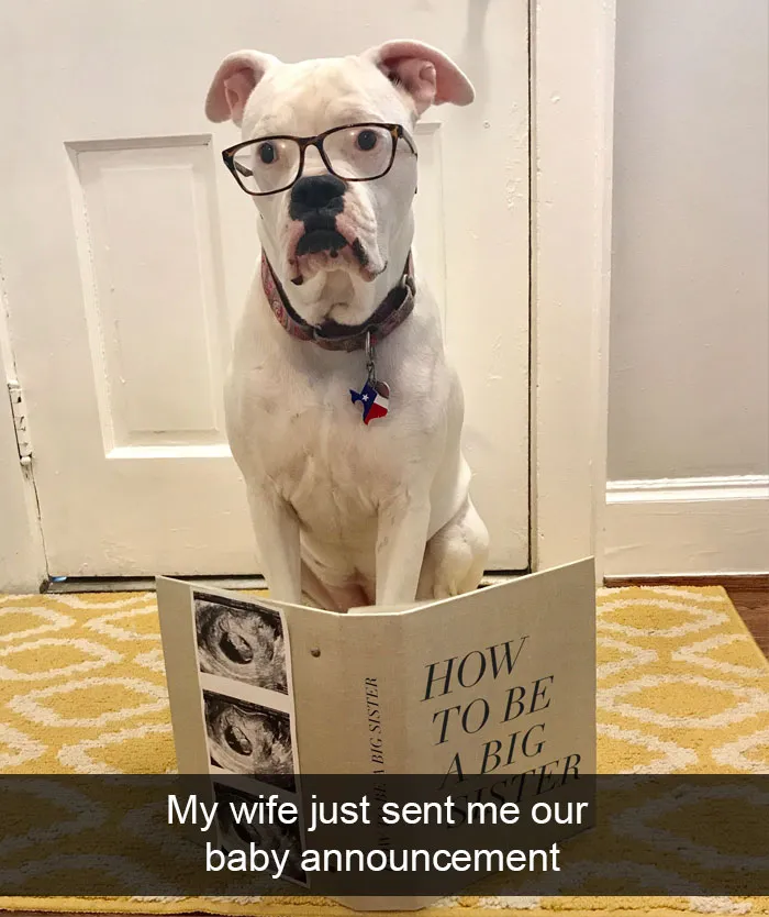 191 Hilarious Dog Snapchats That Are Impawsible Not To Laugh At (Part 4)