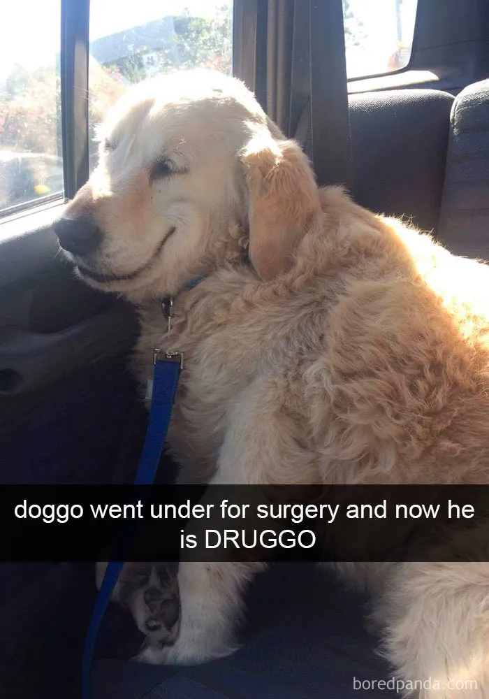 191 Hilarious Dog Snapchats That Are Impawsible Not To Laugh At (Part 4)