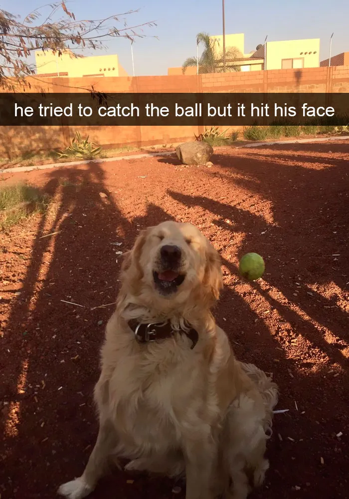 191 Hilarious Dog Snapchats That Are Impawsible Not To Laugh At (Part 4)