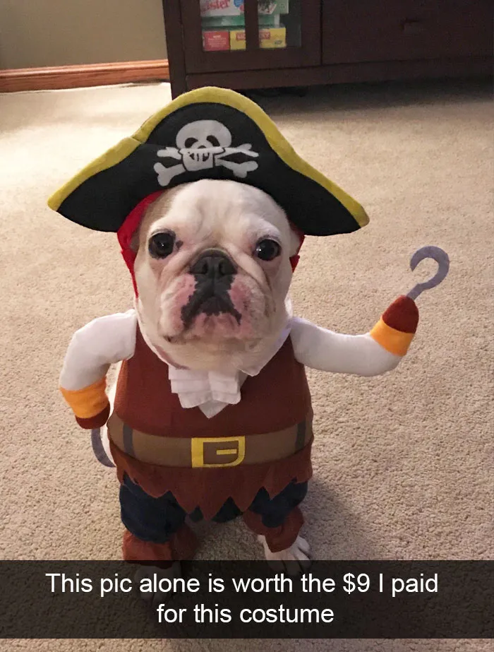 191 Hilarious Dog Snapchats That Are Impawsible Not To Laugh At (Part 4)