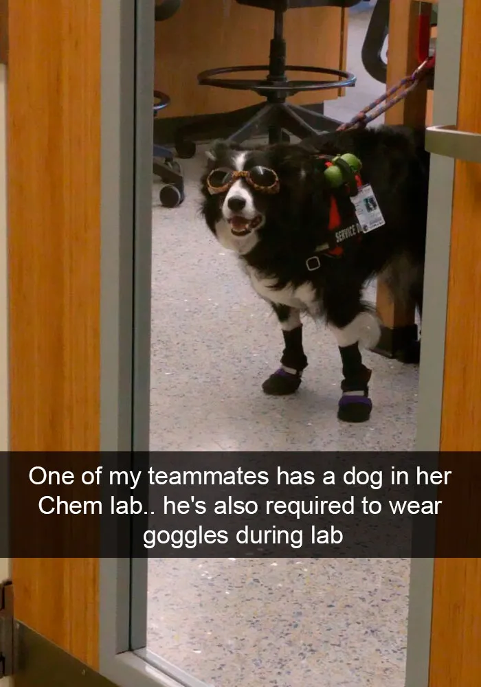 191 Hilarious Dog Snapchats That Are Impawsible Not To Laugh At (Part 4)