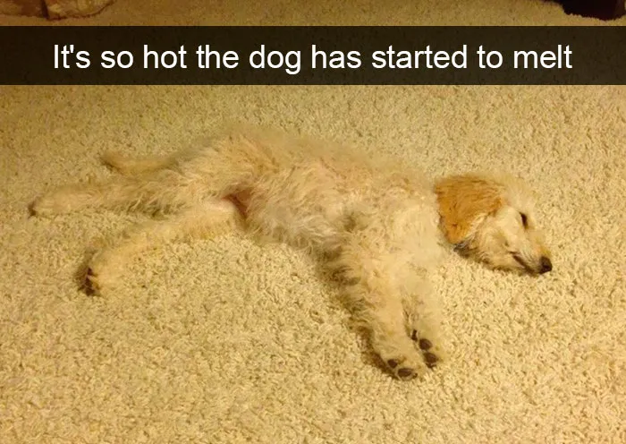 191 Hilarious Dog Snapchats That Are Impawsible Not To Laugh At (Part 4)