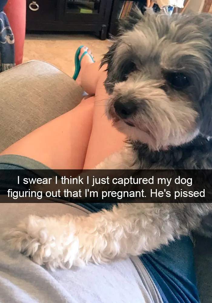 191 Hilarious Dog Snapchats That Are Impawsible Not To Laugh At (Part 4)