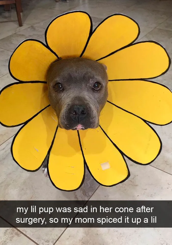 191 Hilarious Dog Snapchats That Are Impawsible Not To Laugh At (Part 4)