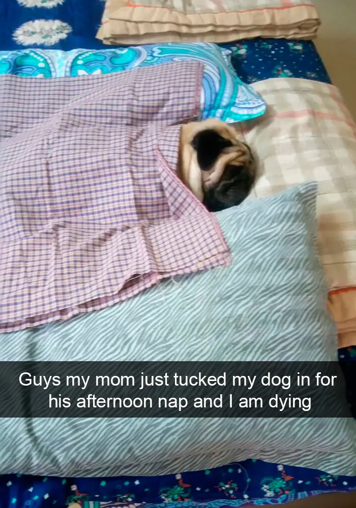 191 Hilarious Dog Snapchats That Are Impawsible Not To Laugh At (Part 4)