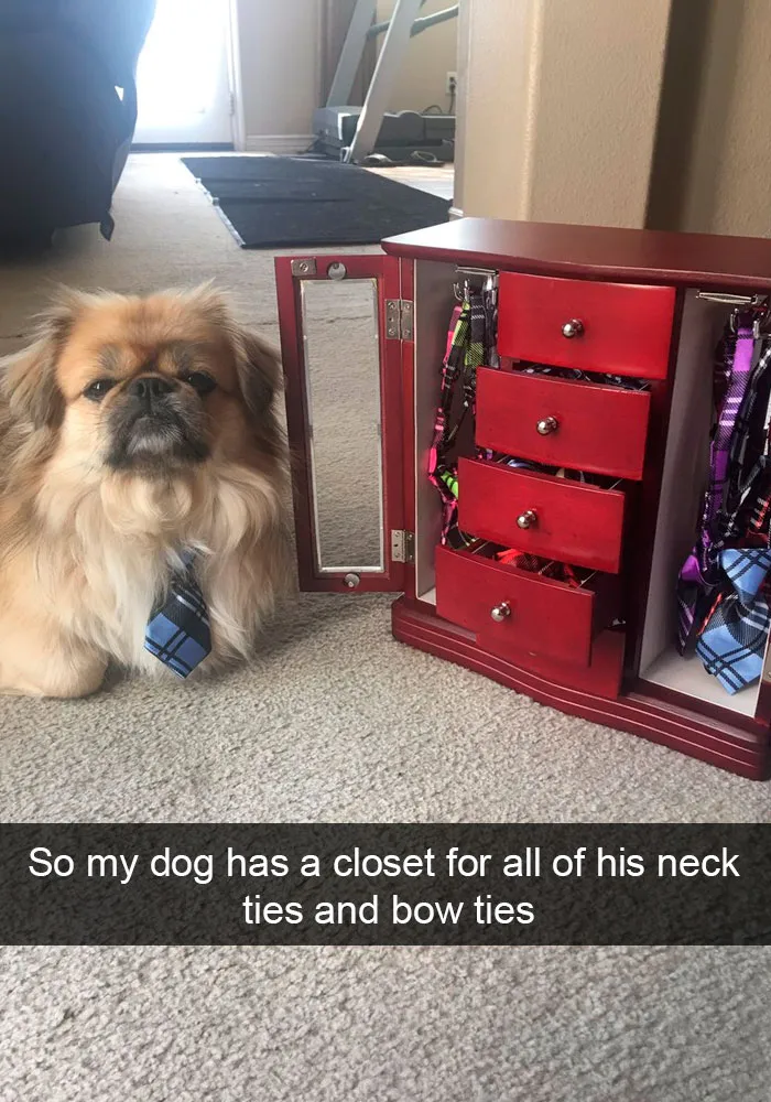 191 Hilarious Dog Snapchats That Are Impawsible Not To Laugh At (Part 4)