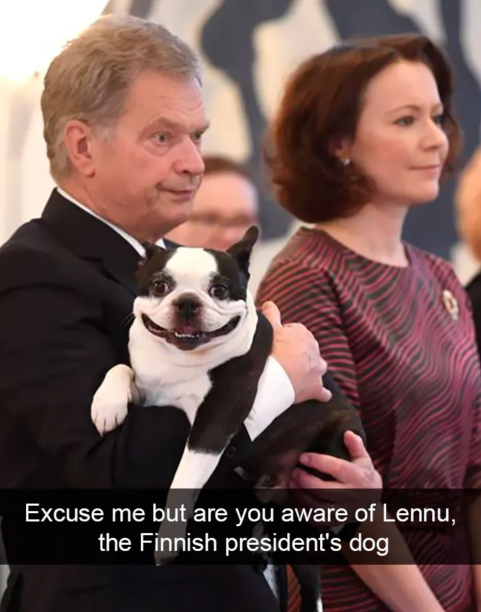 191 Hilarious Dog Snapchats That Are Impawsible Not To Laugh At (Part 4)