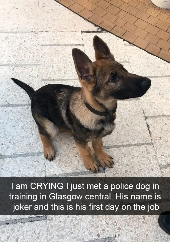 191 Hilarious Dog Snapchats That Are Impawsible Not To Laugh At (Part 4)