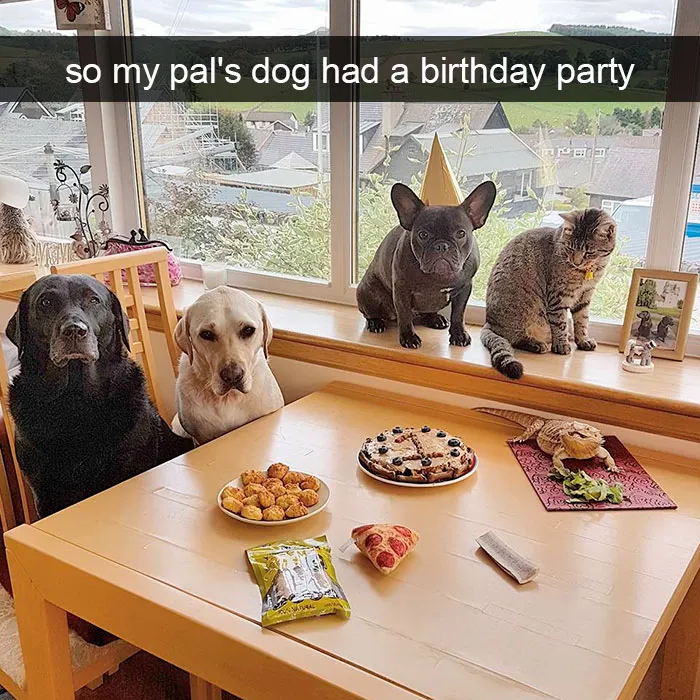 191 Hilarious Dog Snapchats That Are Impawsible Not To Laugh At (Part 4)