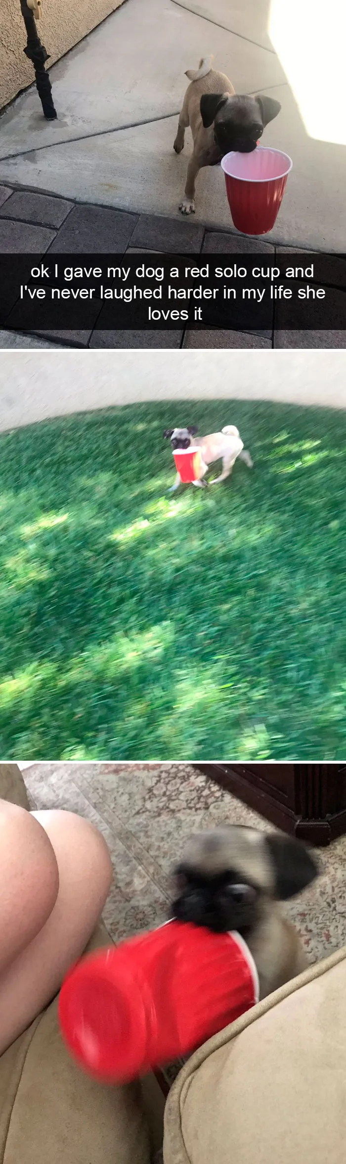 191 Hilarious Dog Snapchats That Are Impawsible Not To Laugh At (Part 4)