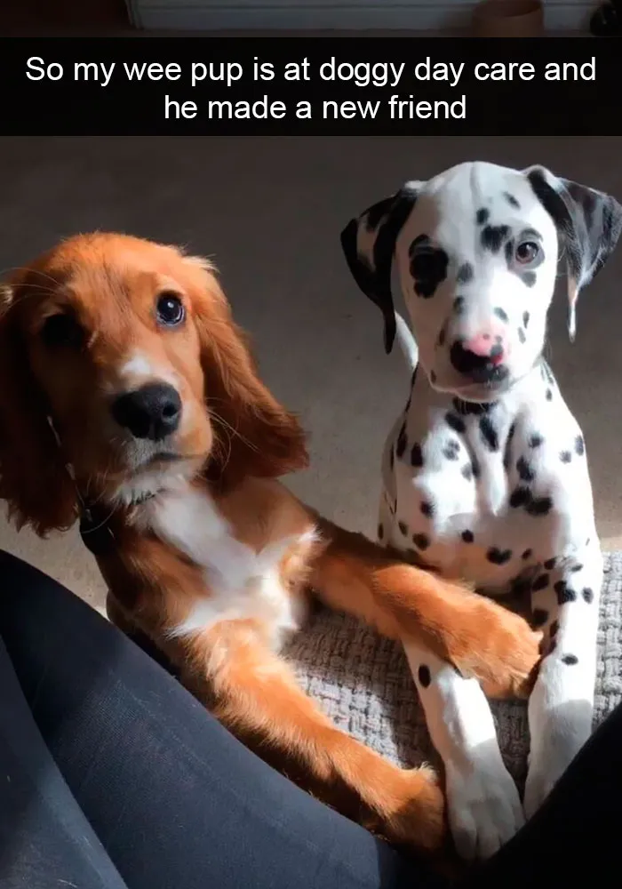 191 Hilarious Dog Snapchats That Are Impawsible Not To Laugh At (Part 4)