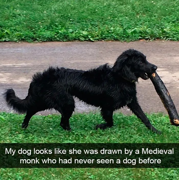 191 Hilarious Dog Snapchats That Are Impawsible Not To Laugh At (Part 4)