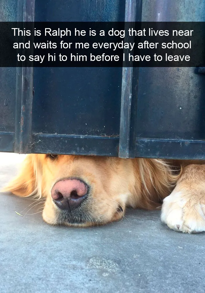 191 Hilarious Dog Snapchats That Are Impawsible Not To Laugh At (Part 4)