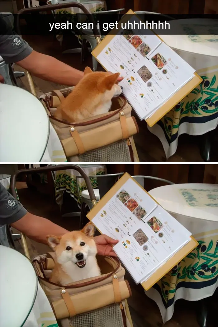 191 Hilarious Dog Snapchats That Are Impawsible Not To Laugh At (Part 4)