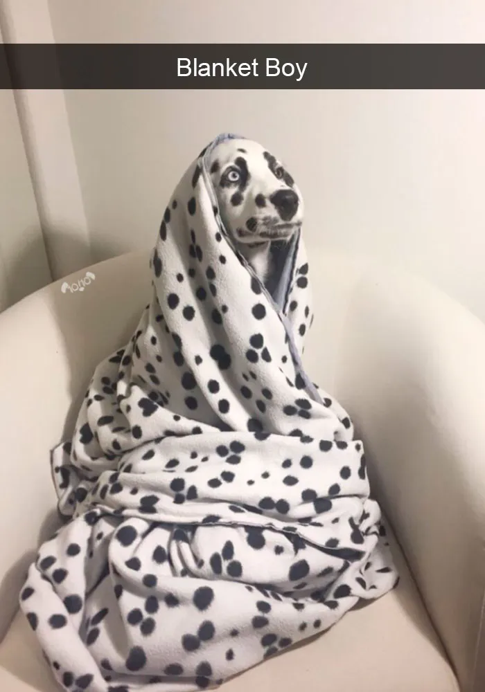 191 Hilarious Dog Snapchats That Are Impawsible Not To Laugh At (Part 4)