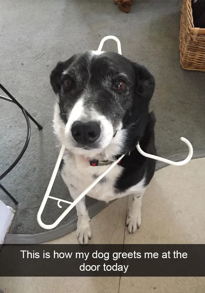 191 Hilarious Dog Snapchats That Are Impawsible Not To Laugh At (Part 4)