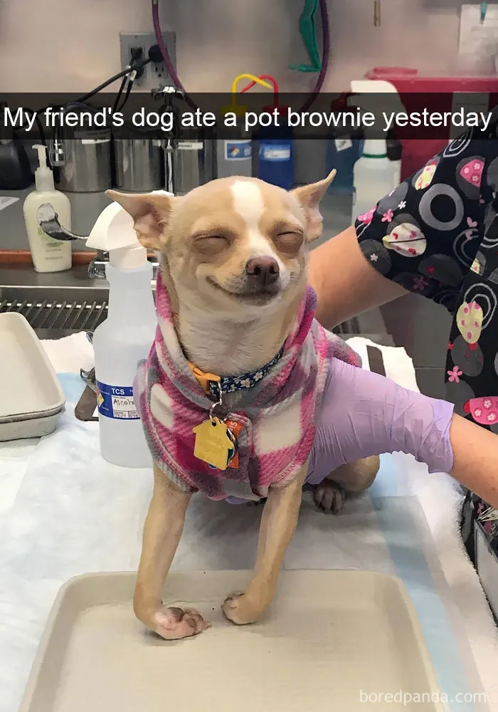 191 Hilarious Dog Snapchats That Are Impawsible Not To Laugh At (Part 4)