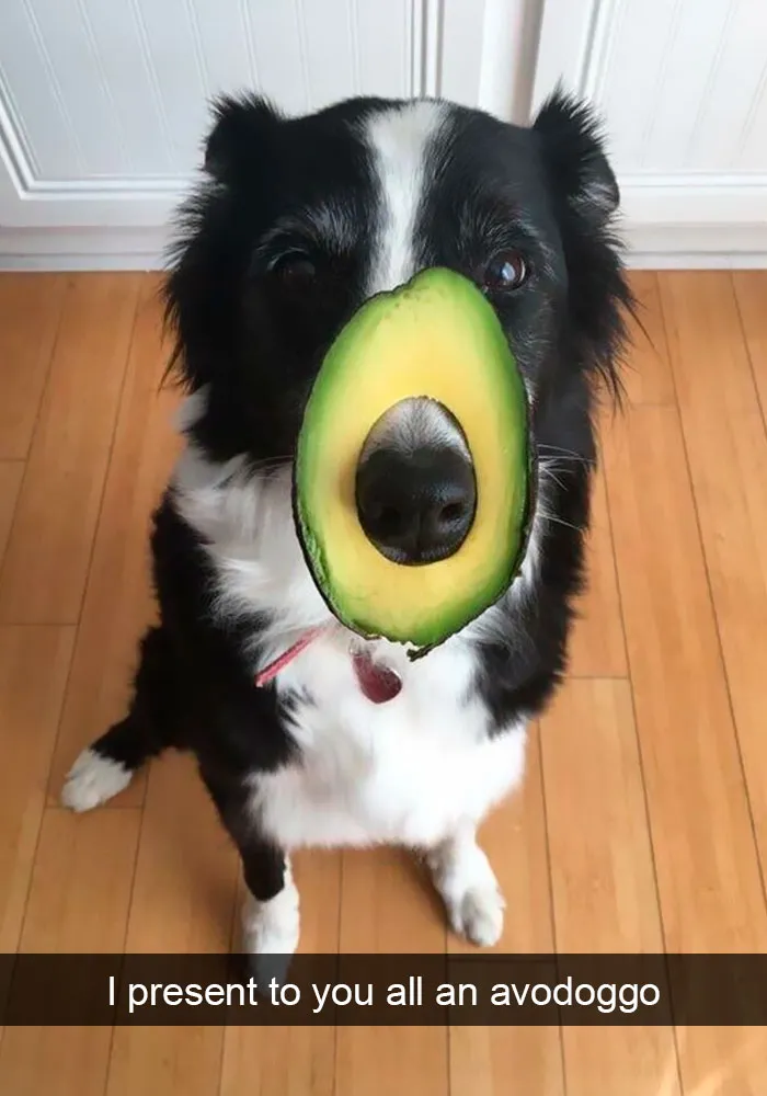 191 Hilarious Dog Snapchats That Are Impawsible Not To Laugh At (Part 4)