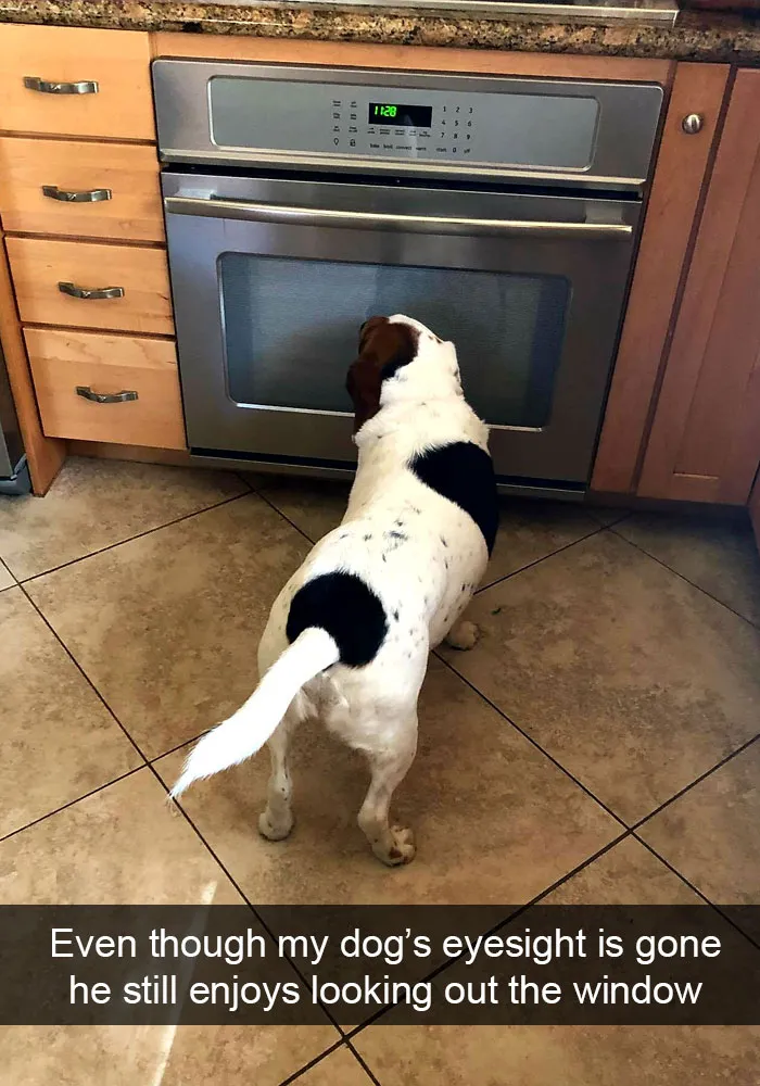 191 Hilarious Dog Snapchats That Are Impawsible Not To Laugh At (Part 4)