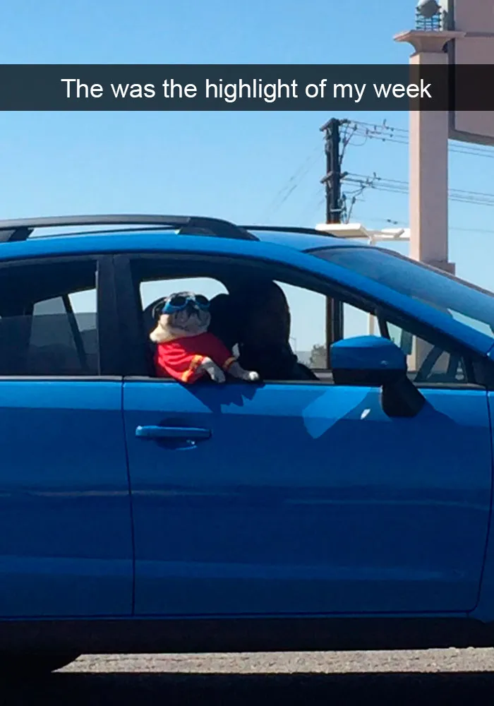 191 Hilarious Dog Snapchats That Are Impawsible Not To Laugh At (Part 4)