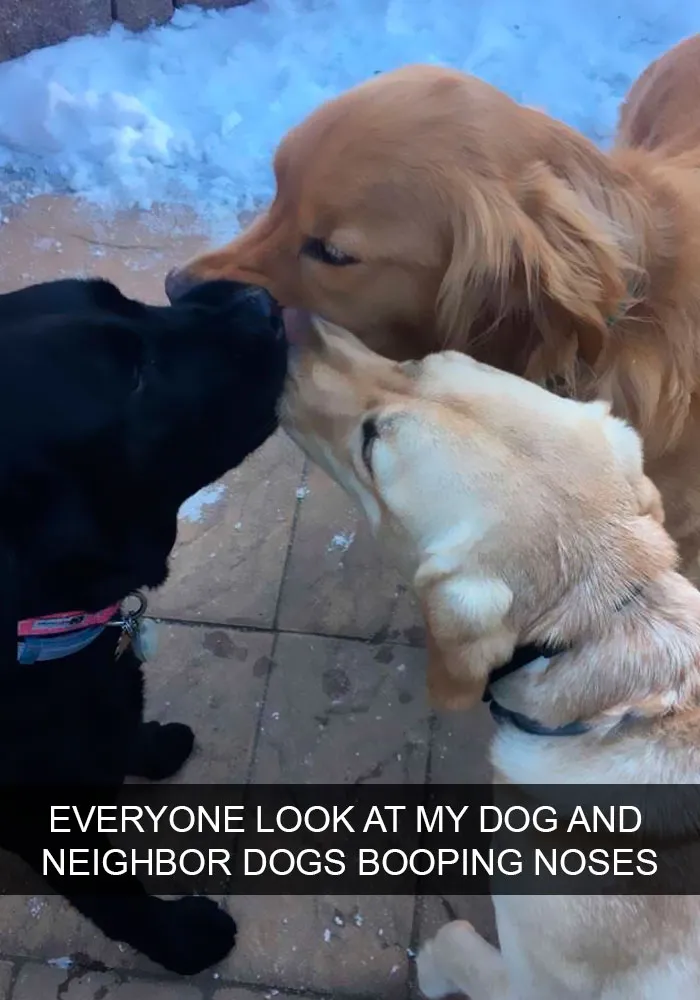 191 Hilarious Dog Snapchats That Are Impawsible Not To Laugh At (Part 4)