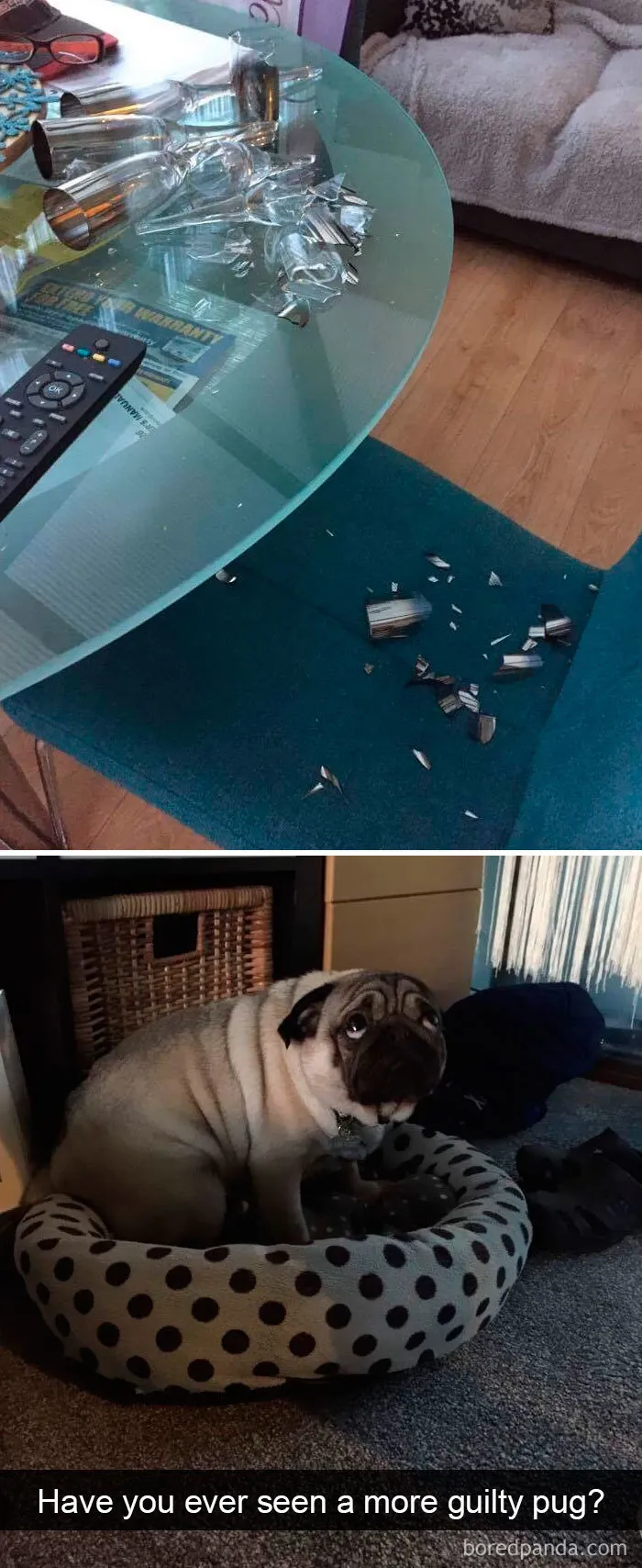 191 Hilarious Dog Snapchats That Are Impawsible Not To Laugh At (Part 4)
