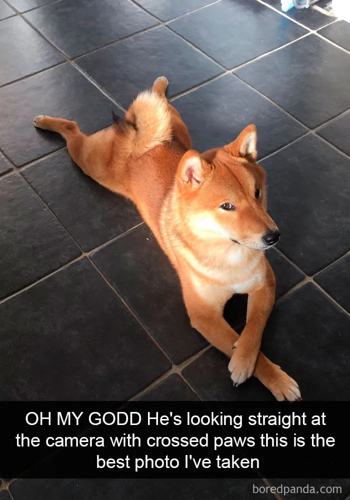 191 Hilarious Dog Snapchats That Are Impawsible Not To Laugh At (Part 4)