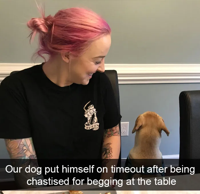 191 Hilarious Dog Snapchats That Are Impawsible Not To Laugh At (Part 4)