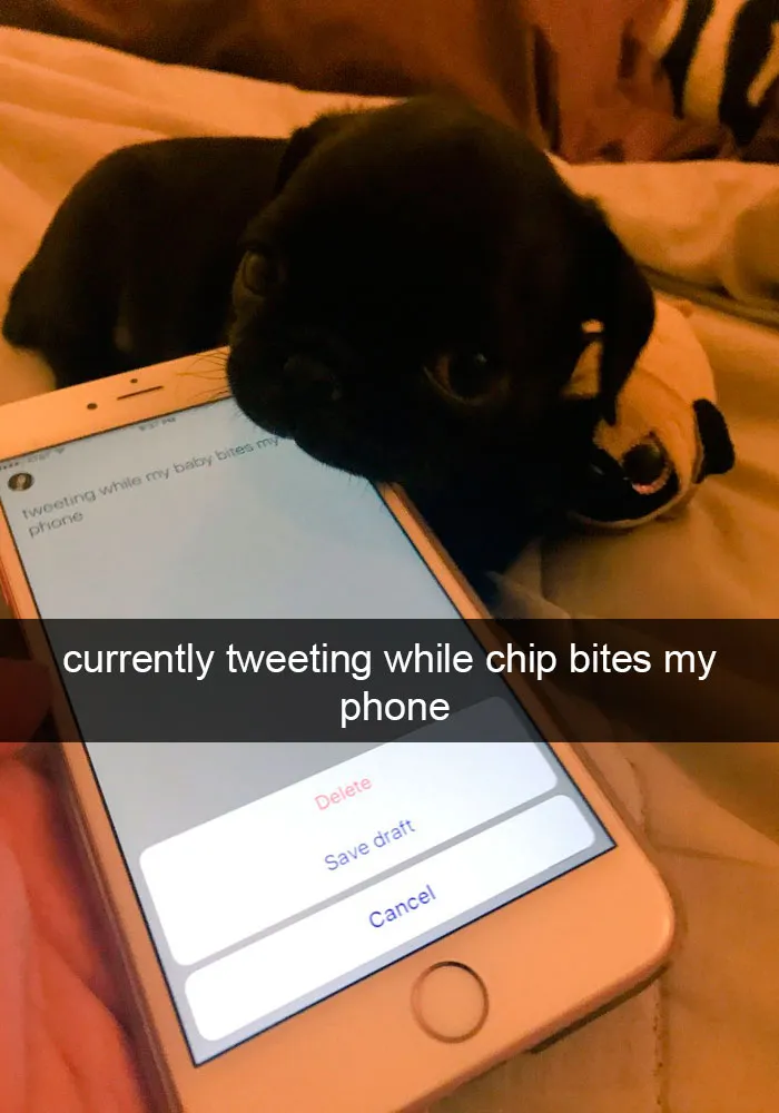 191 Hilarious Dog Snapchats That Are Impawsible Not To Laugh At (Part 4)