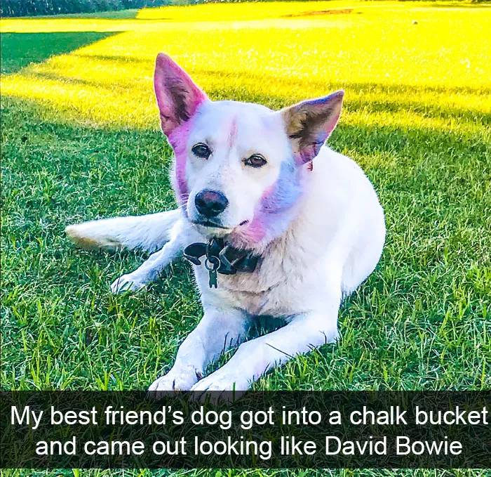 191 Hilarious Dog Snapchats That Are Impawsible Not To Laugh At (Part 4)