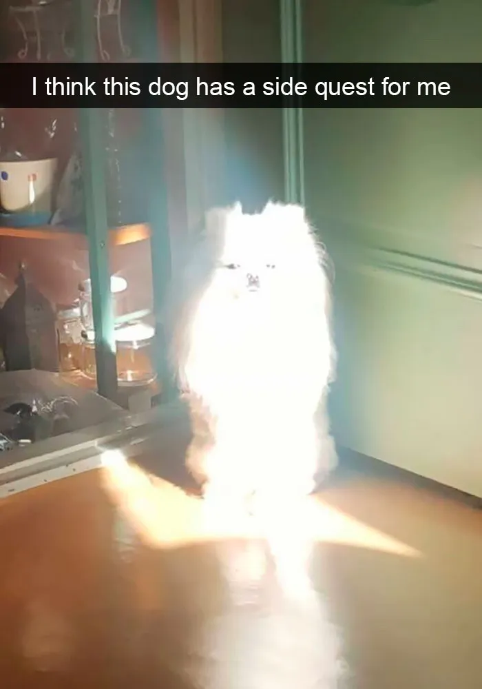191 Hilarious Dog Snapchats That Are Impawsible Not To Laugh At (Part 4)