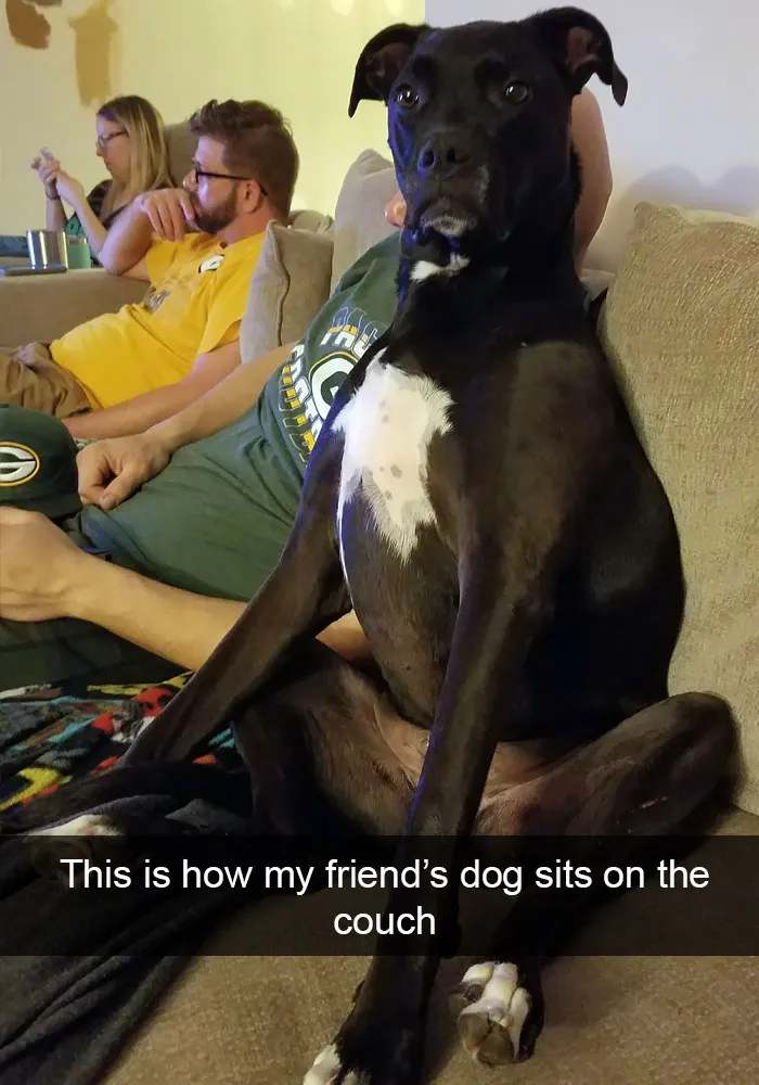 191 Hilarious Dog Snapchats That Are Impawsible Not To Laugh At (Part 4)