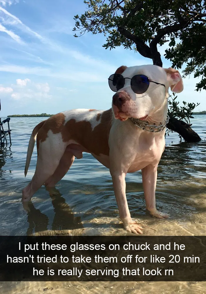 191 Hilarious Dog Snapchats That Are Impawsible Not To Laugh At (Part 4)