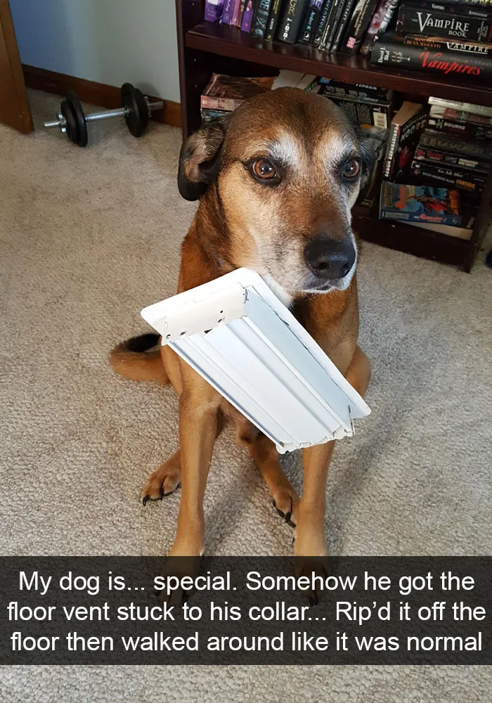 191 Hilarious Dog Snapchats That Are Impawsible Not To Laugh At (Part 4)