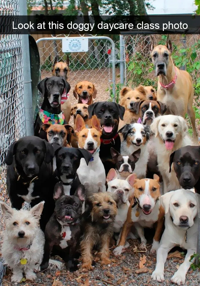 191 Hilarious Dog Snapchats That Are Impawsible Not To Laugh At (Part 4)