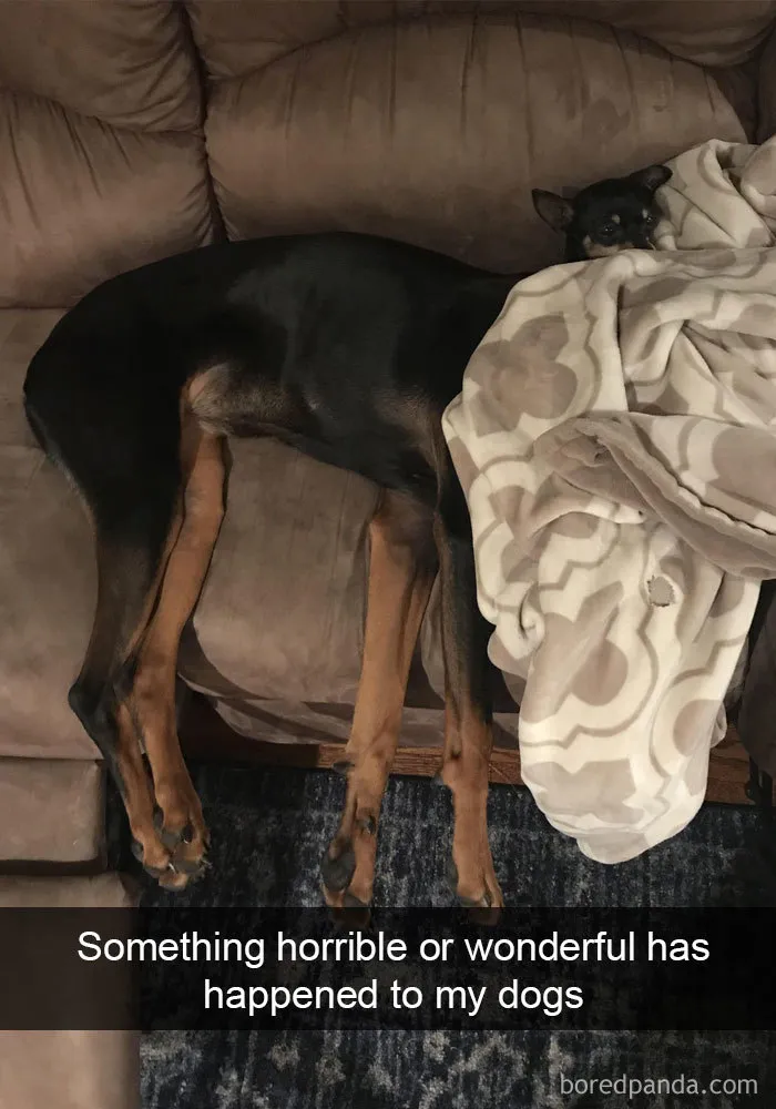 191 Hilarious Dog Snapchats That Are Impawsible Not To Laugh At (Part 4)