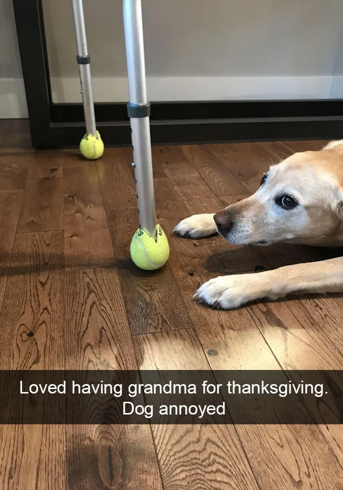 191 Hilarious Dog Snapchats That Are Impawsible Not To Laugh At (Part 4)
