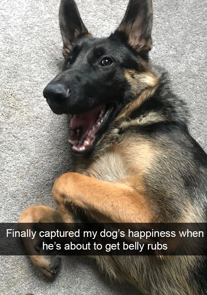 191 Hilarious Dog Snapchats That Are Impawsible Not To Laugh At (Part 4)