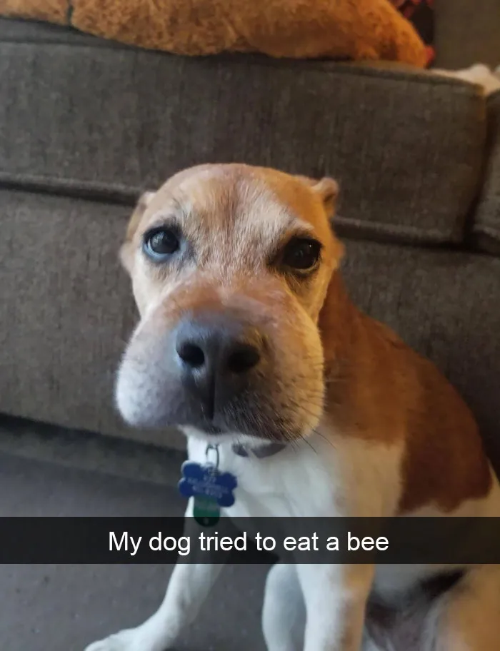 191 Hilarious Dog Snapchats That Are Impawsible Not To Laugh At (Part 4)