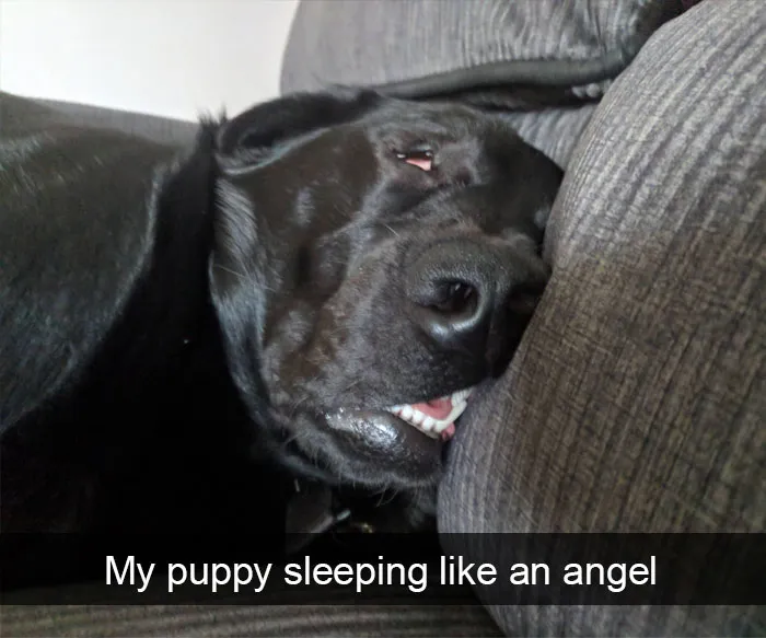 191 Hilarious Dog Snapchats That Are Impawsible Not To Laugh At (Part 4)
