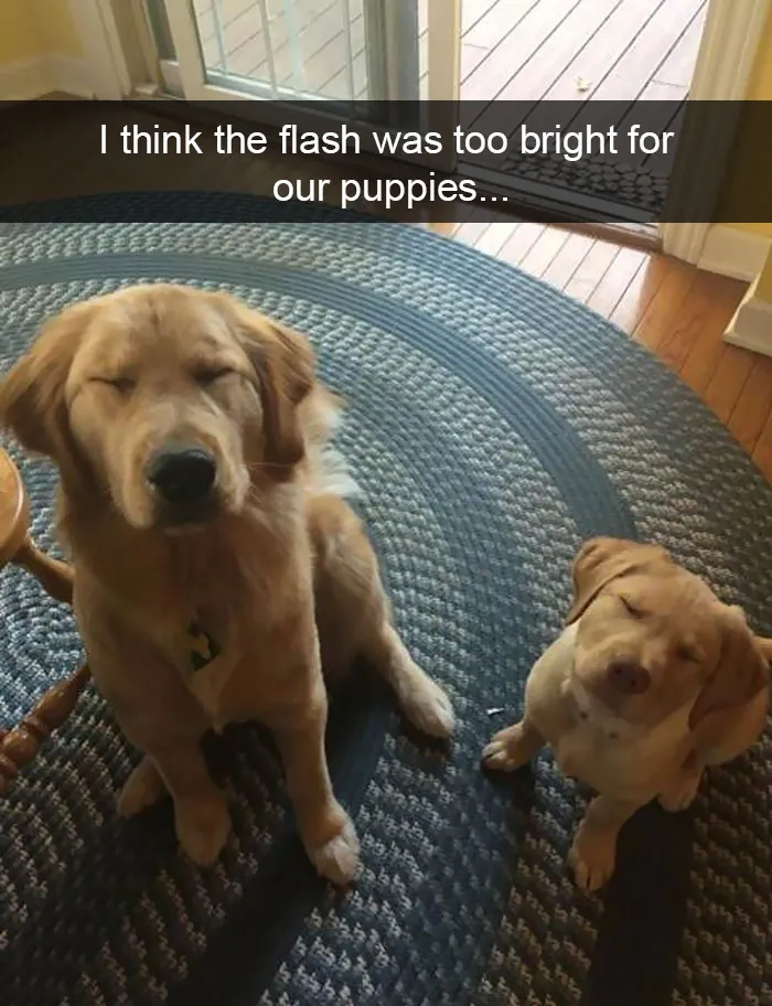 191 Hilarious Dog Snapchats That Are Impawsible Not To Laugh At (Part 4)