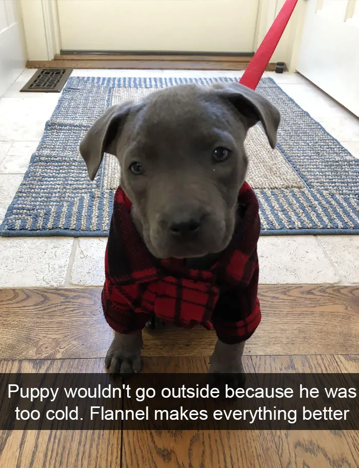 191 Hilarious Dog Snapchats That Are Impawsible Not To Laugh At (Part 4)