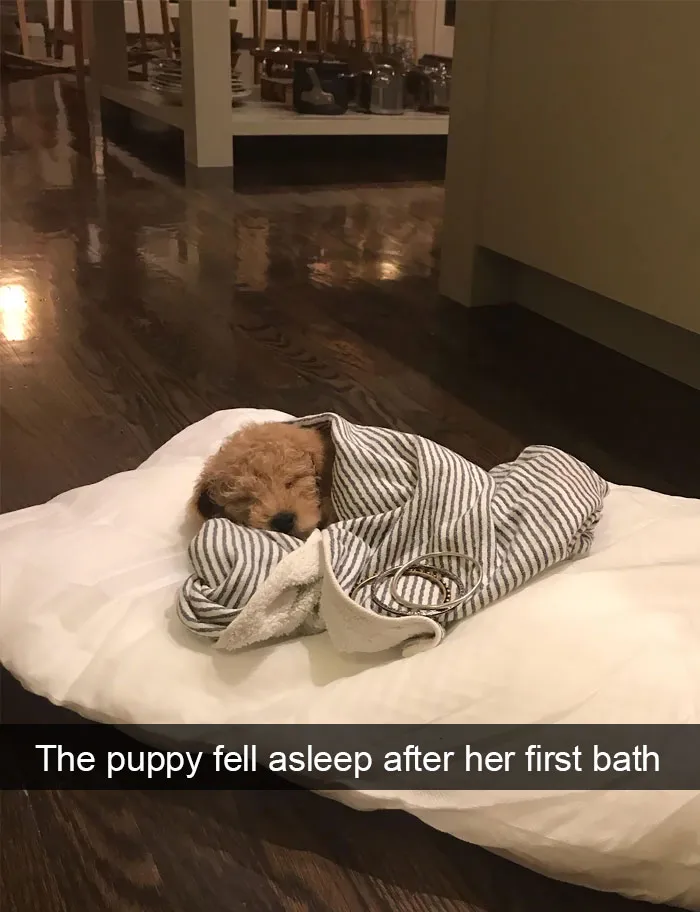 191 Hilarious Dog Snapchats That Are Impawsible Not To Laugh At (Part 4)