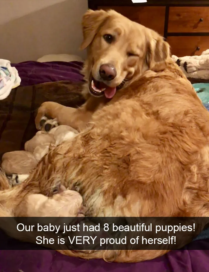 191 Hilarious Dog Snapchats That Are Impawsible Not To Laugh At (Part 4)