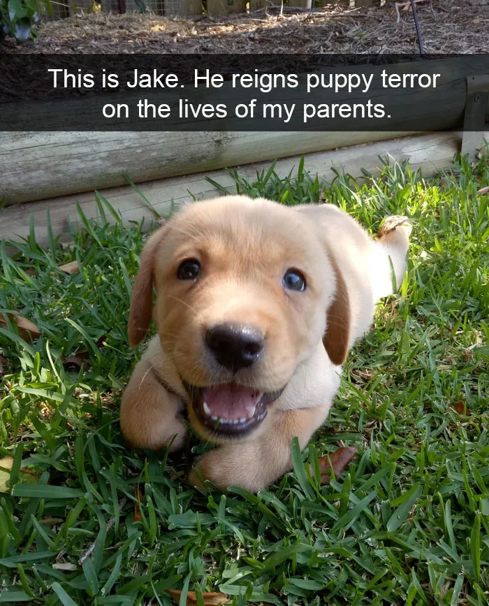 191 Hilarious Dog Snapchats That Are Impawsible Not To Laugh At (Part 4)
