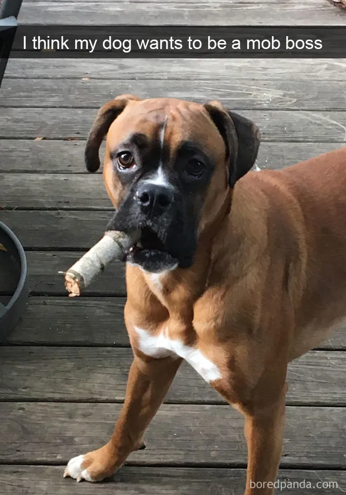 191 Hilarious Dog Snapchats That Are Impawsible Not To Laugh At (Part 4)