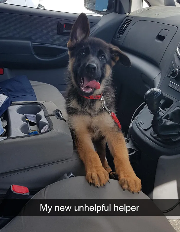 191 Hilarious Dog Snapchats That Are Impawsible Not To Laugh At (Part 4)