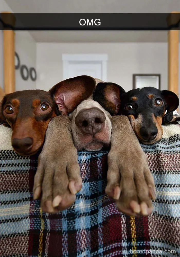 191 Hilarious Dog Snapchats That Are Impawsible Not To Laugh At (Part 4)