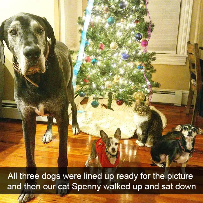 191 Hilarious Dog Snapchats That Are Impawsible Not To Laugh At (Part 4)
