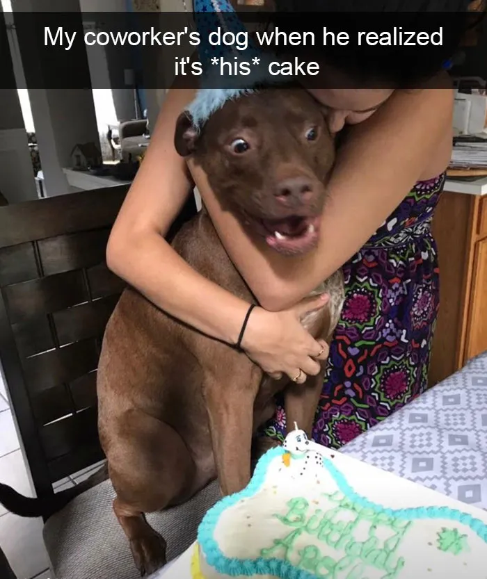 191 Hilarious Dog Snapchats That Are Impawsible Not To Laugh At (Part 4)